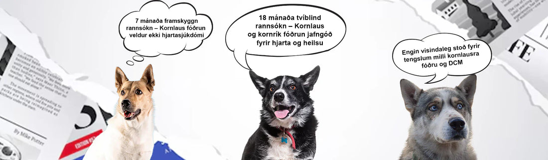 Kornlaust hundafóður: Nýjustu rannsóknir sýna að hræðsluáróðurinn stenst ekki