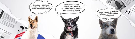Kornlaust hundafóður: Nýjustu rannsóknir sýna að hræðsluáróðurinn stenst ekki