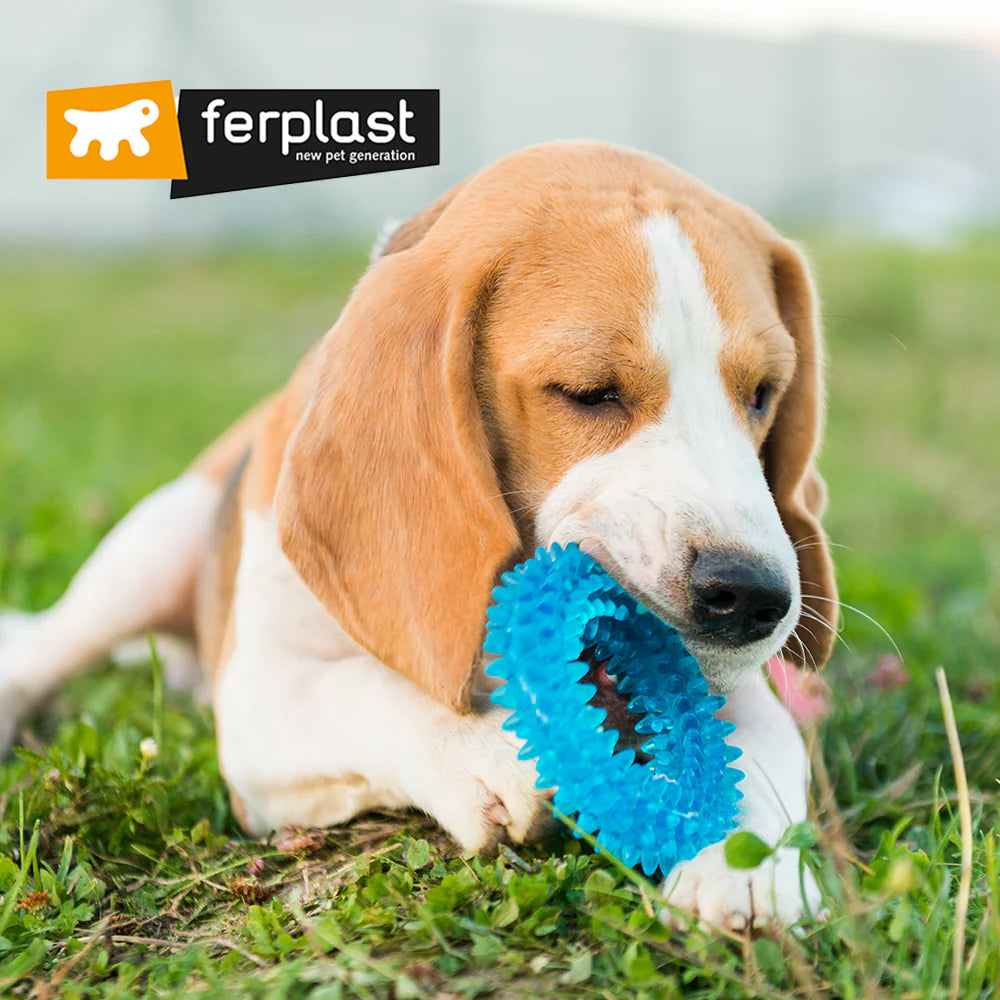 Heilsa, leikur og þjálfun