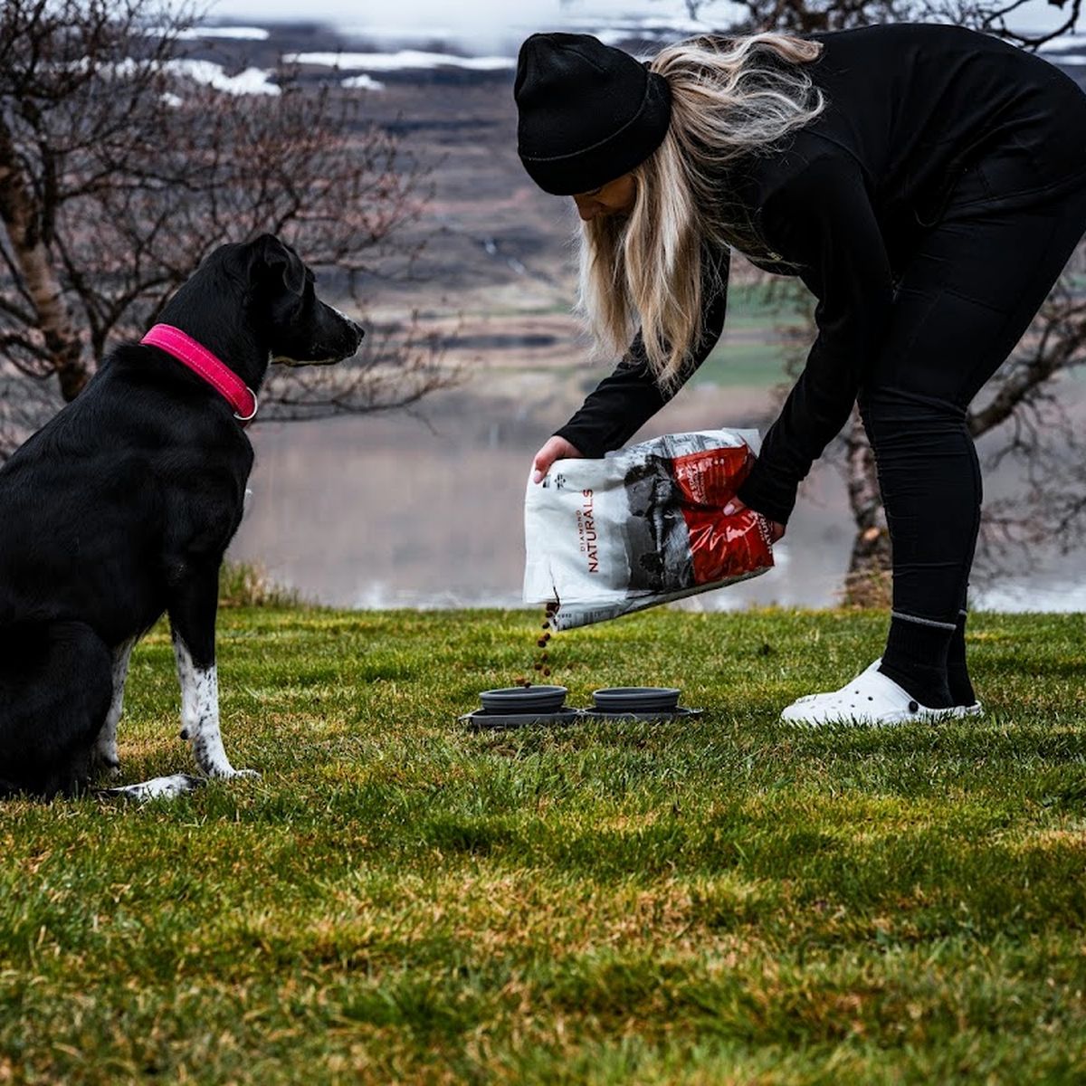 Eigandi hellir Diamond Naturals fóðri í skálar fyrir svartan hund úti í íslenskri náttúru.