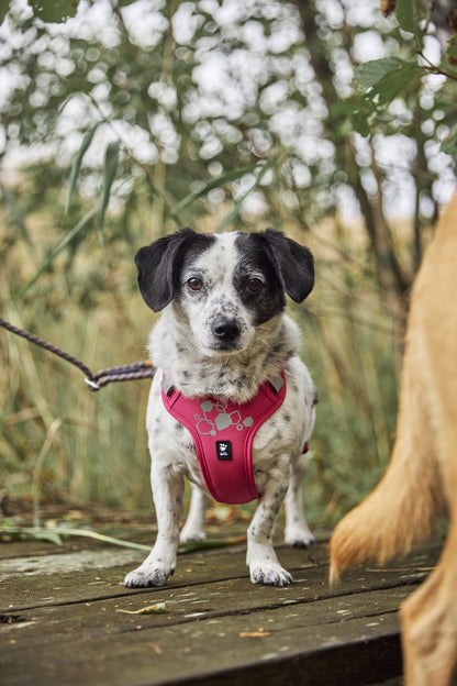 Hundur í Weekend Warrior beisli í litnum Ruby úti í náttúrunni