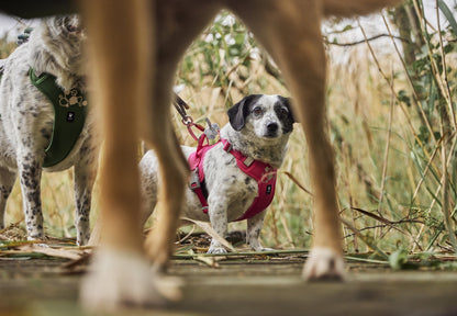 Hundur í Weekend Warrior beisli í litnum Ruby úti í náttúrunni