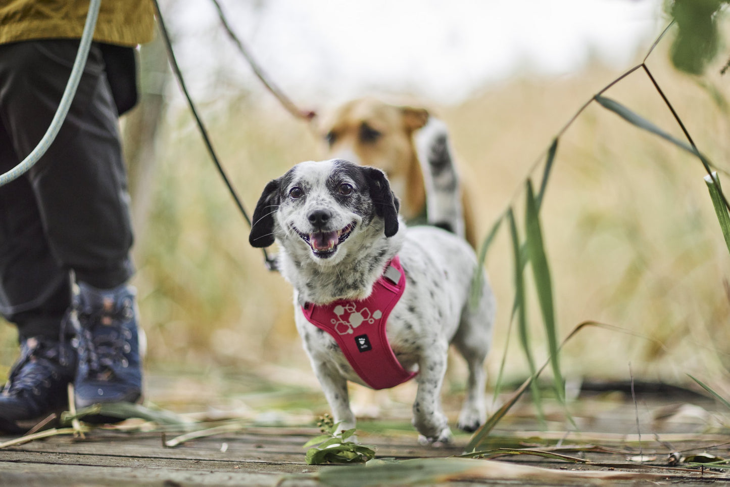 Hundur í Weekend Warrior beisli í litnum Ruby úti í náttúrunni