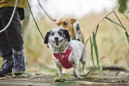 Hundur í Weekend Warrior beisli í litnum Ruby úti í náttúrunni