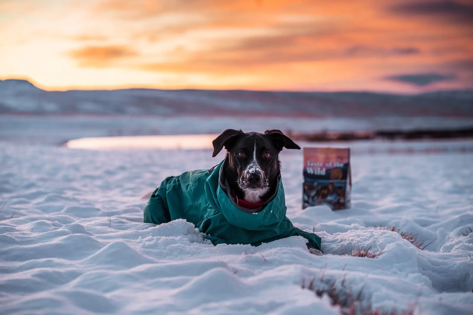 Jökla í snjó með Taste of the Wild fóðurpoka