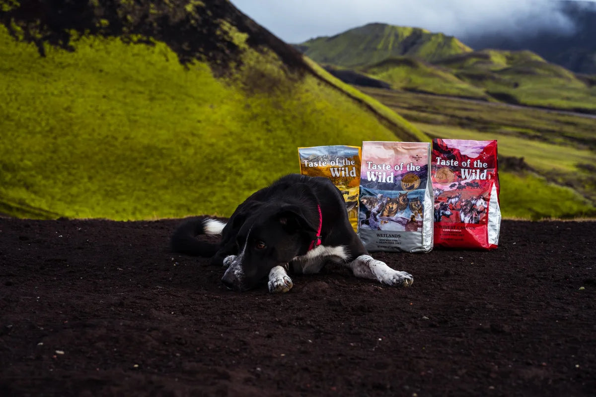 Jökla hvílir við Taste of the Wild fóðurpoka í íslensku fjalllendi