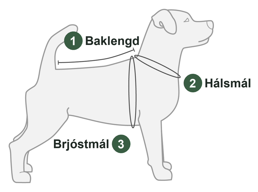 Teikning af hundi með númeruðum mælipunktum: 1 baklengd, 2 hálsmál, 3 brjóstmál