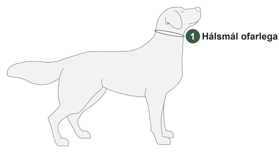 Teikning af hundi með númeruðum mælipunktum: 1 hálsmál ofarlega