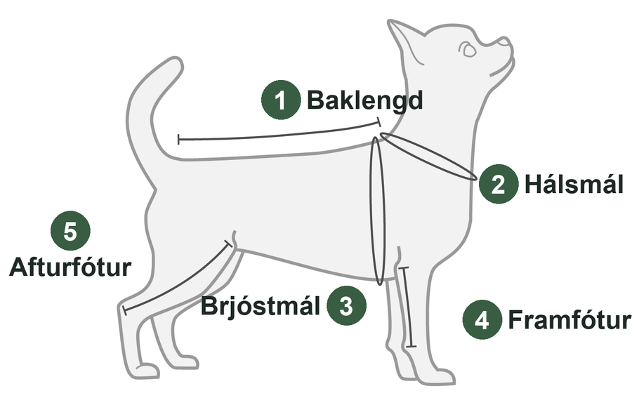 Teikning af hundi með númeruðum mælipunktum: 1 baklengd, 2 hálsmál, 3 brjóstmál, 4 framfótur, 5 afturfótur